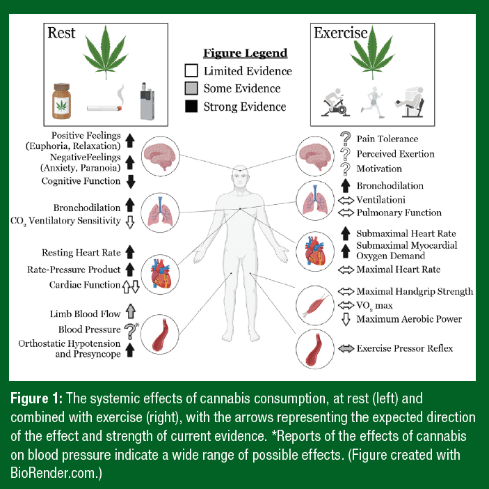 systemic-effects-of-cannabis-use